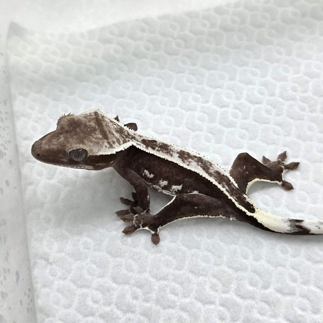 Axanthic