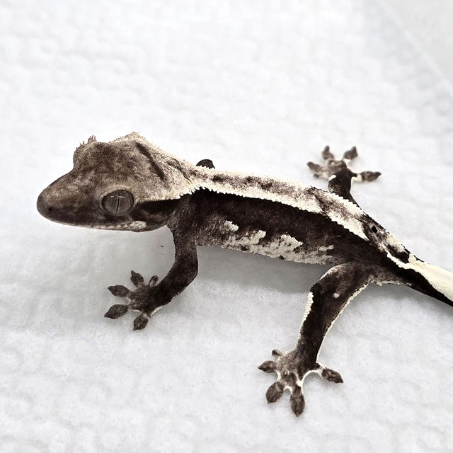 Axanthic