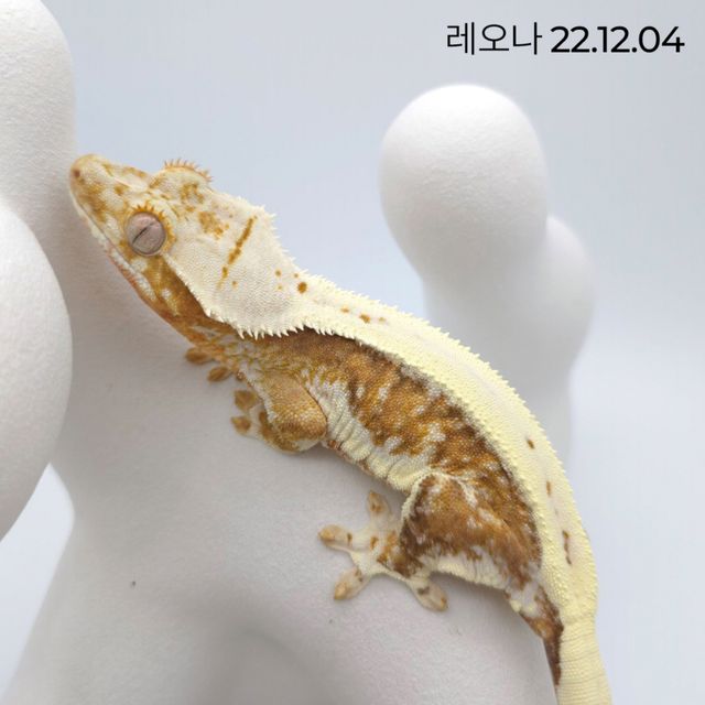 릴리100%헷아잔틱