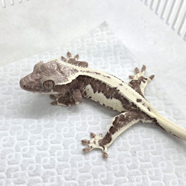 Lilly Axanthic