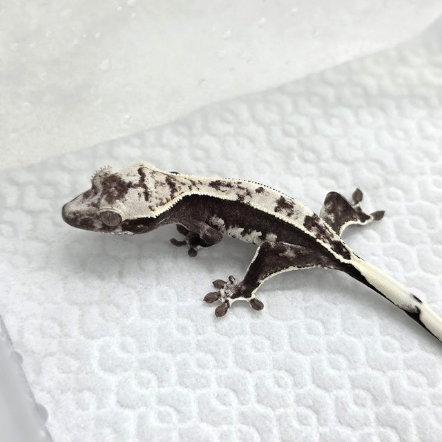 Axanthic