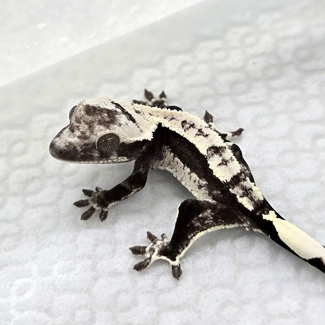 Axanthic