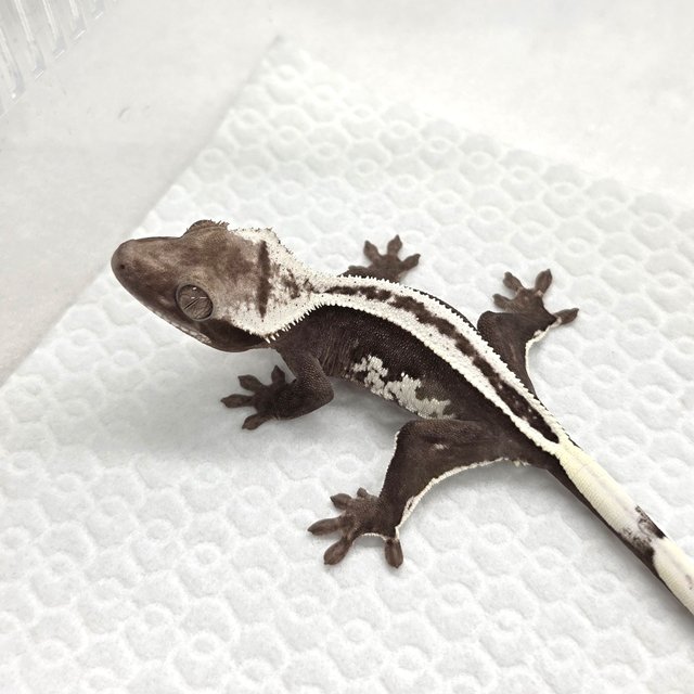 Axanthic