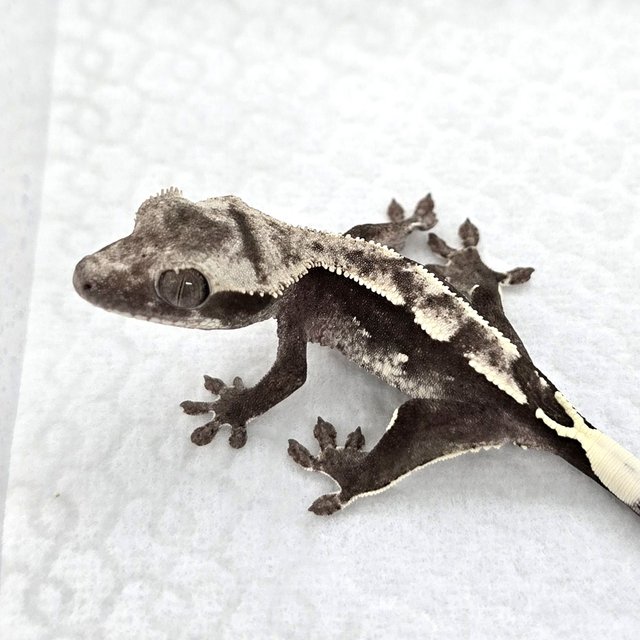 Axanthic