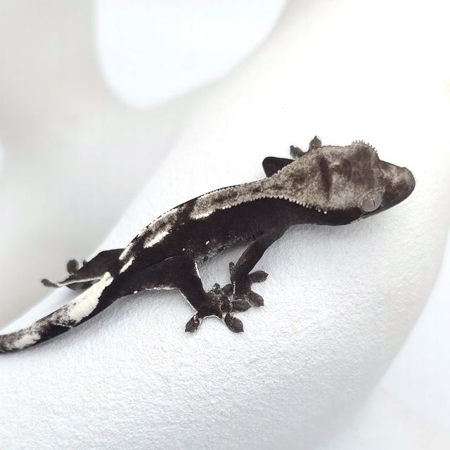 아잔틱