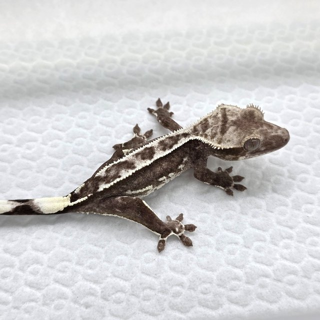 Axanthic