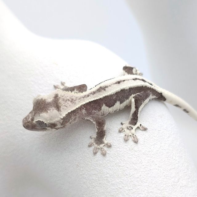 릴잔틱