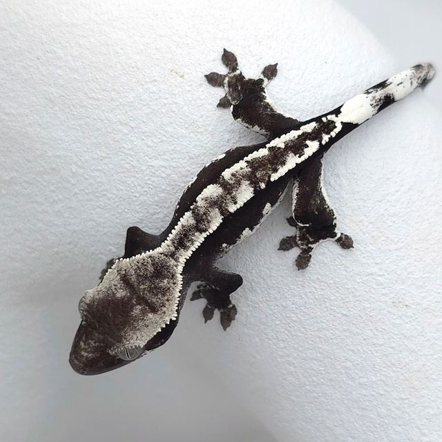 아잔틱