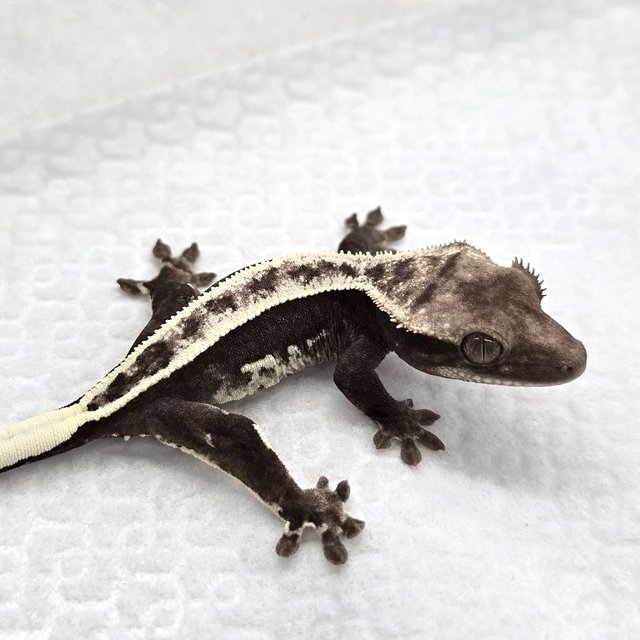 Axanthic