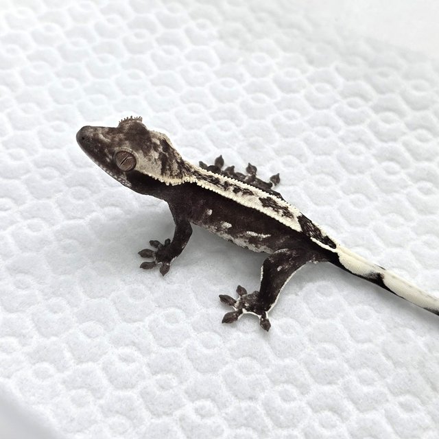 Axanthic