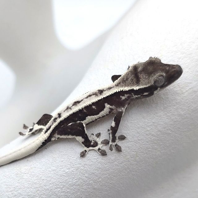 릴잔틱