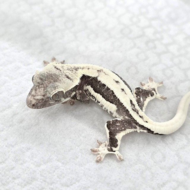 Lilly Axanthic