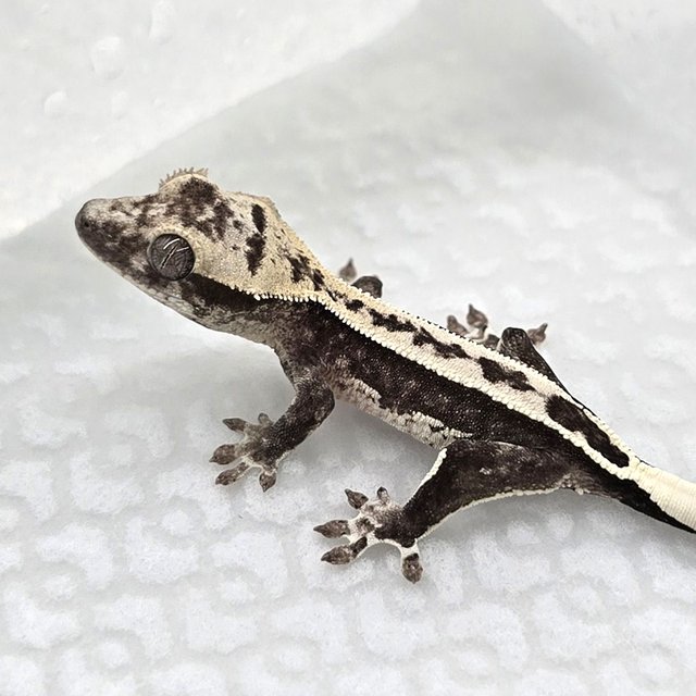 Axanthic