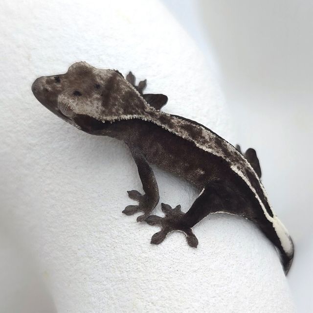 아잔틱