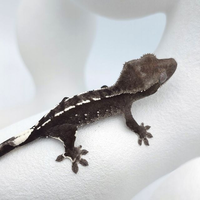 아잔틱