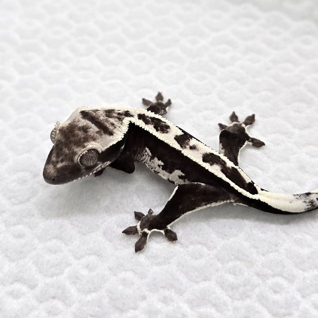 Axanthic