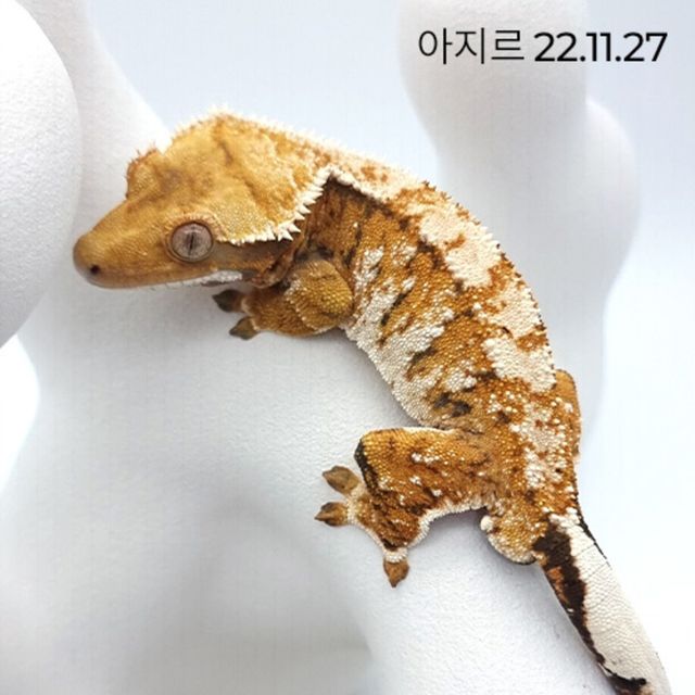 노멀 트라이