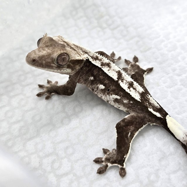 Axanthic