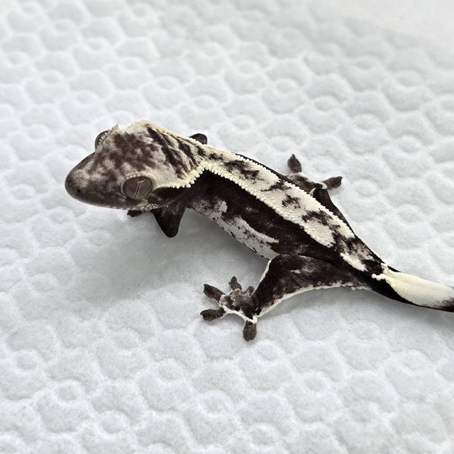 Axanthic