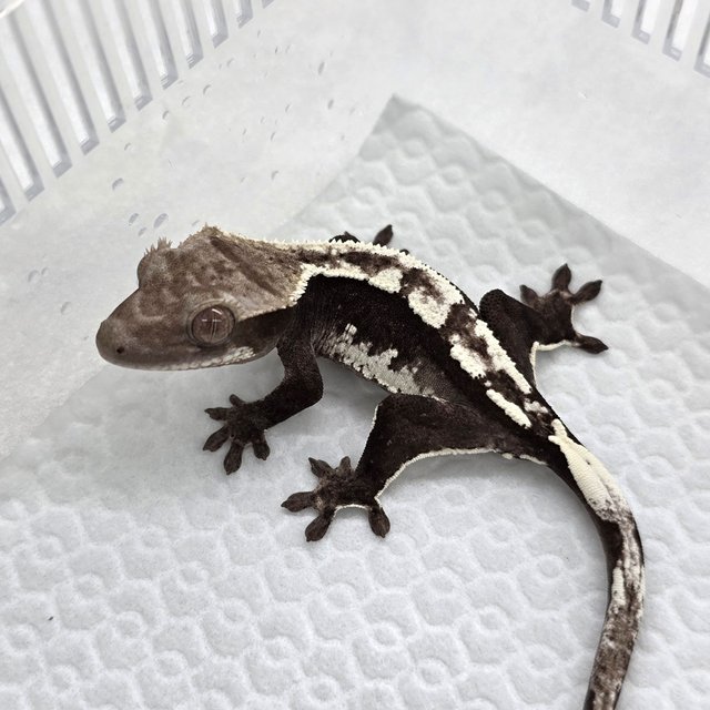 Axanthic