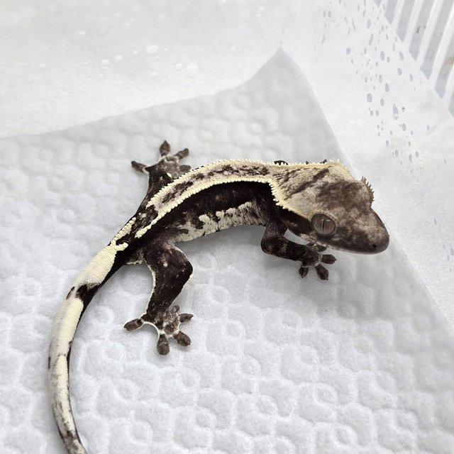 Axanthic