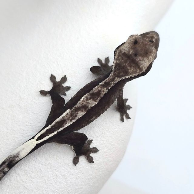 아잔틱