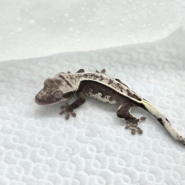 Axanthic