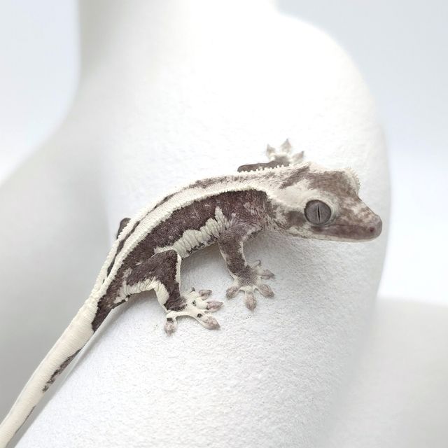 릴잔틱
