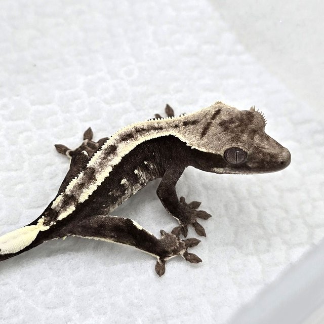 Axanthic