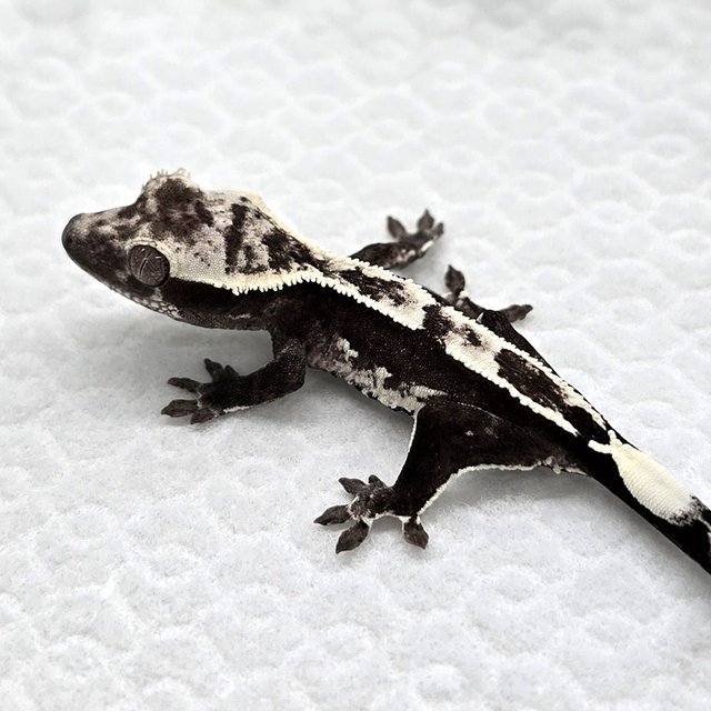 Axanthic