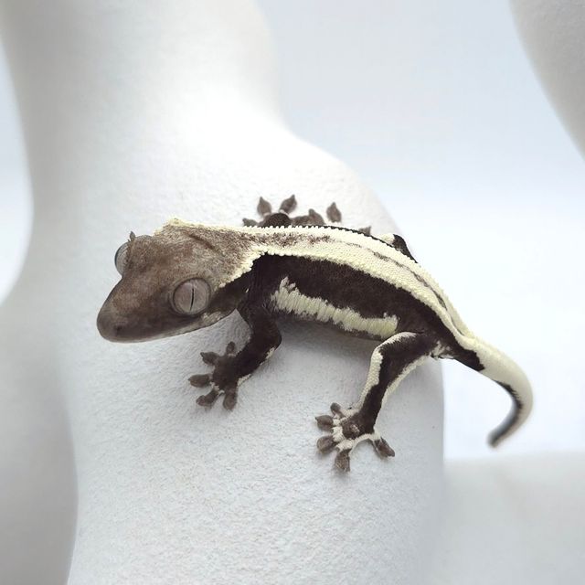 릴잔틱