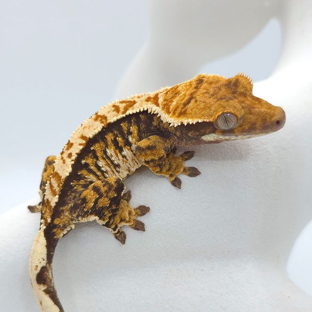 트라이