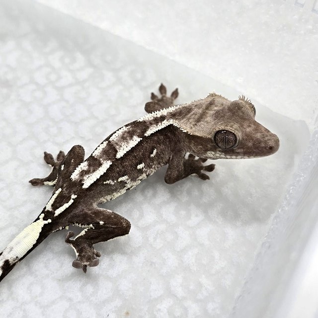 Axanthic
