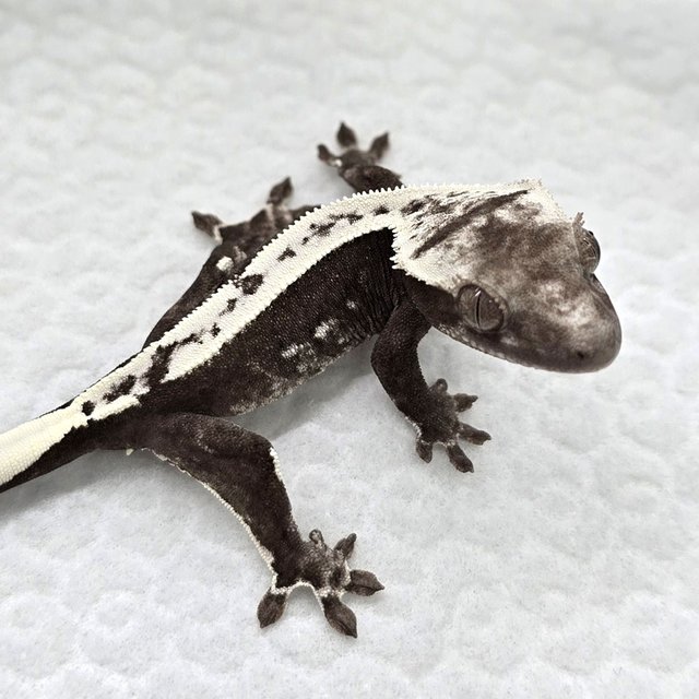 Axanthic
