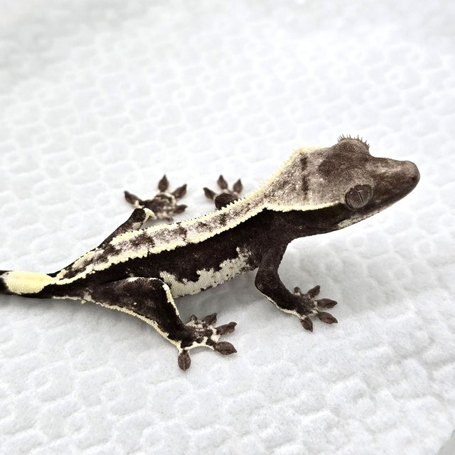 Axanthic