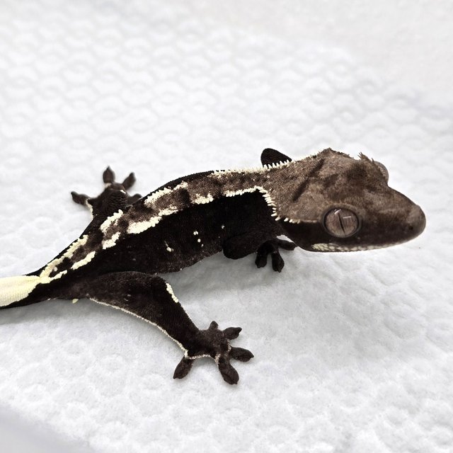 Axanthic