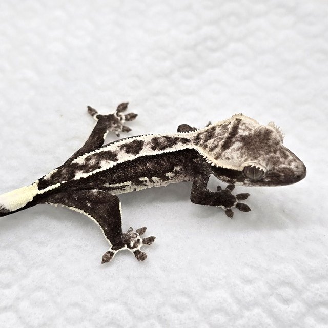 Axanthic