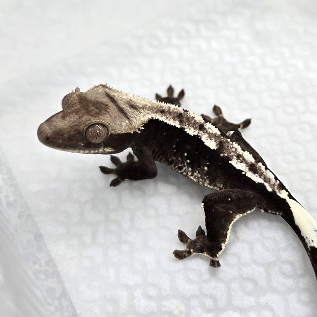Axanthic