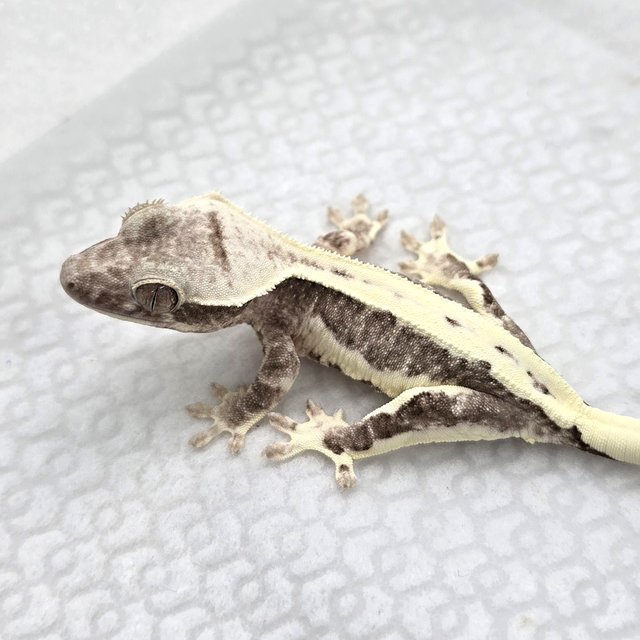 Lilly Axanthic