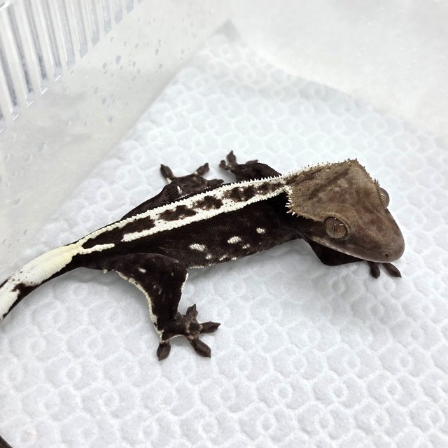 Axanthic