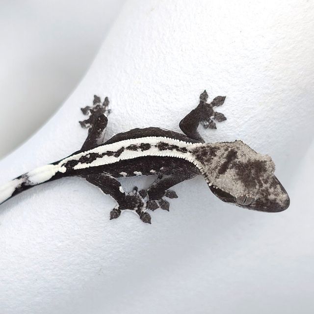 아잔틱