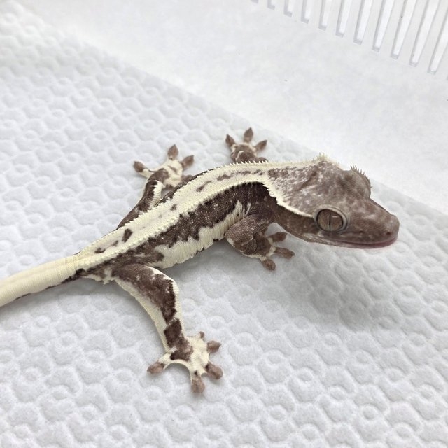Lilly Axanthic