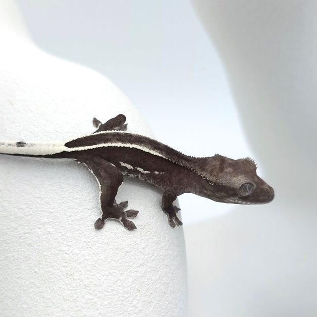 아잔틱