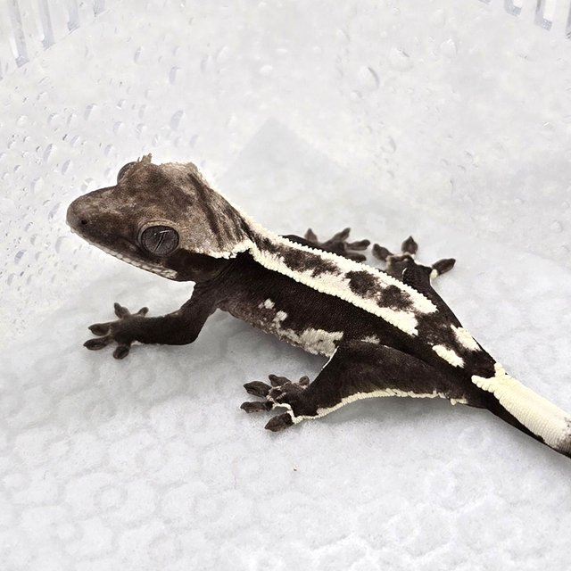 Axanthic