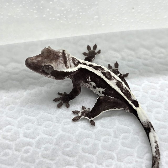 Axanthic