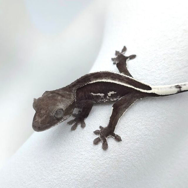 아잔틱