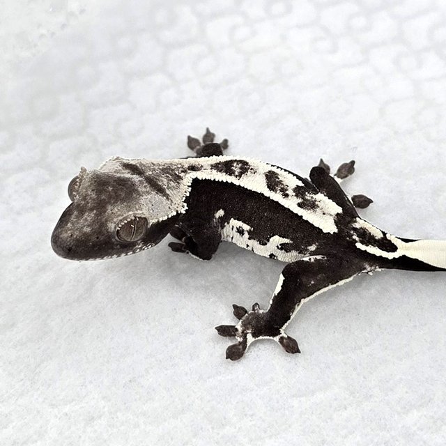 Axanthic