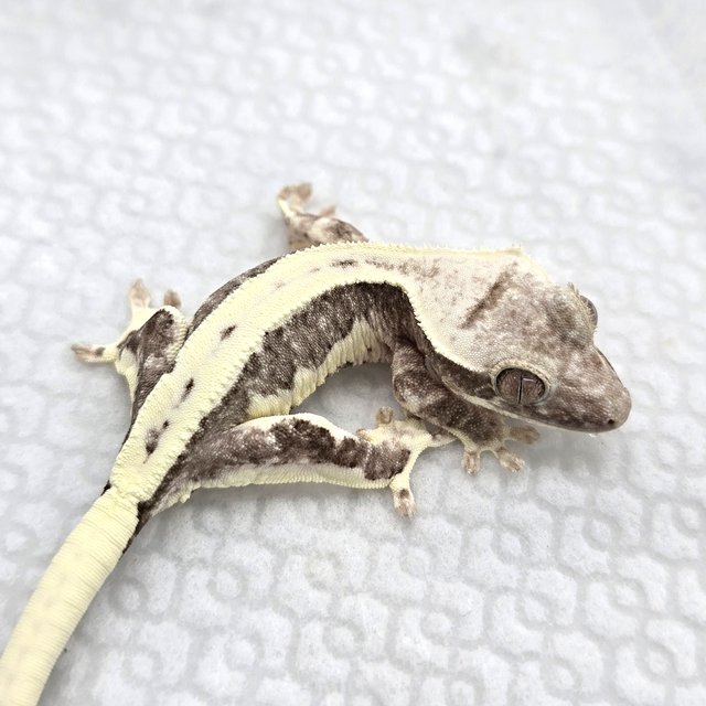 Lilly Axanthic