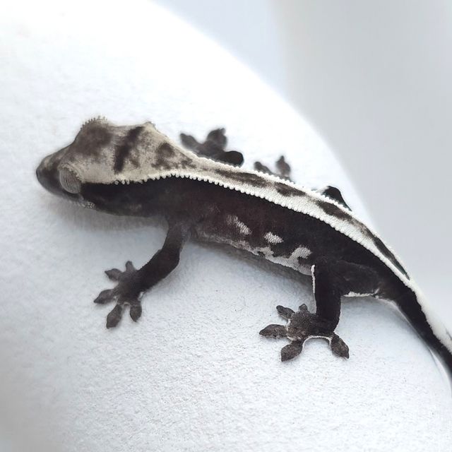 아잔틱