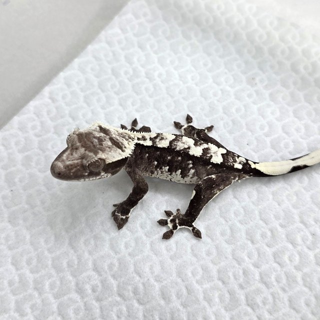 Axanthic